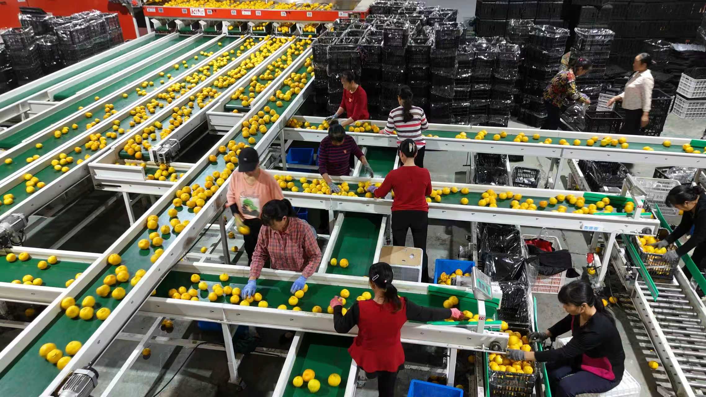 省粮油进出口集团金桔进出口公司节假日工厂不停产,全力稳产保蜜桔供应,确保优质农产品及时、稳定地进入市场。.jpg